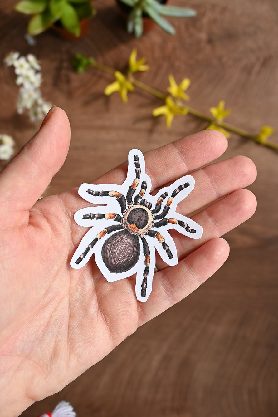 photo of a sticker featuring illustrated tarantula