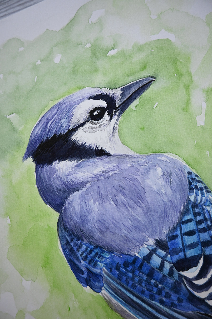 Artistic depiction of a blue jay bird on a watercolor background