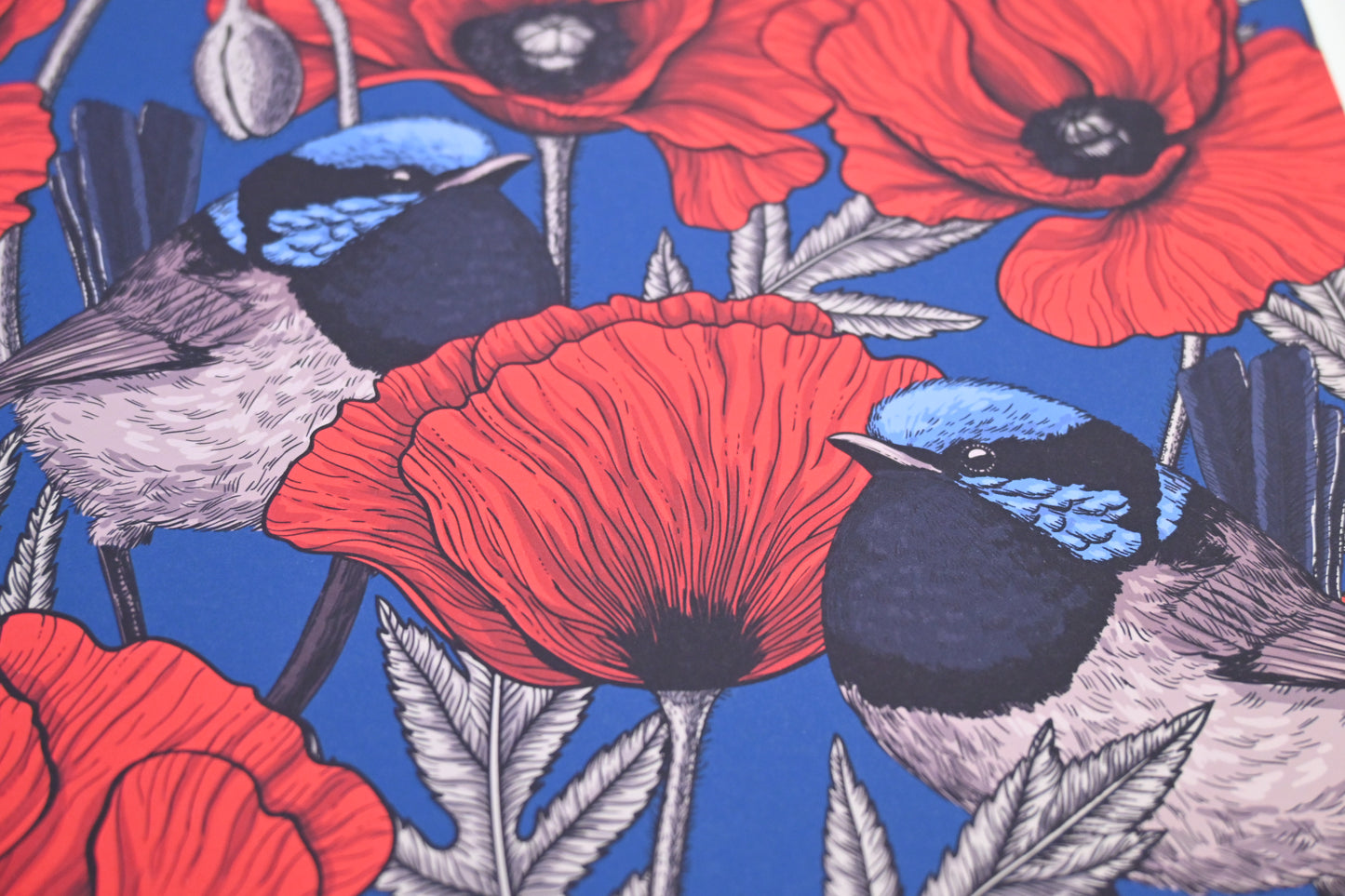 photo of Red poppies and fairy wrens, close up on birds