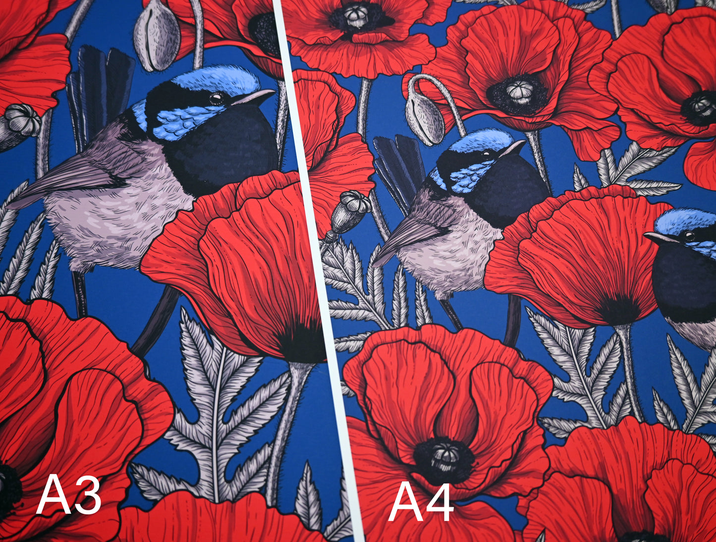 photo of Red poppies and fairy wrens, A3 and A4 close ups