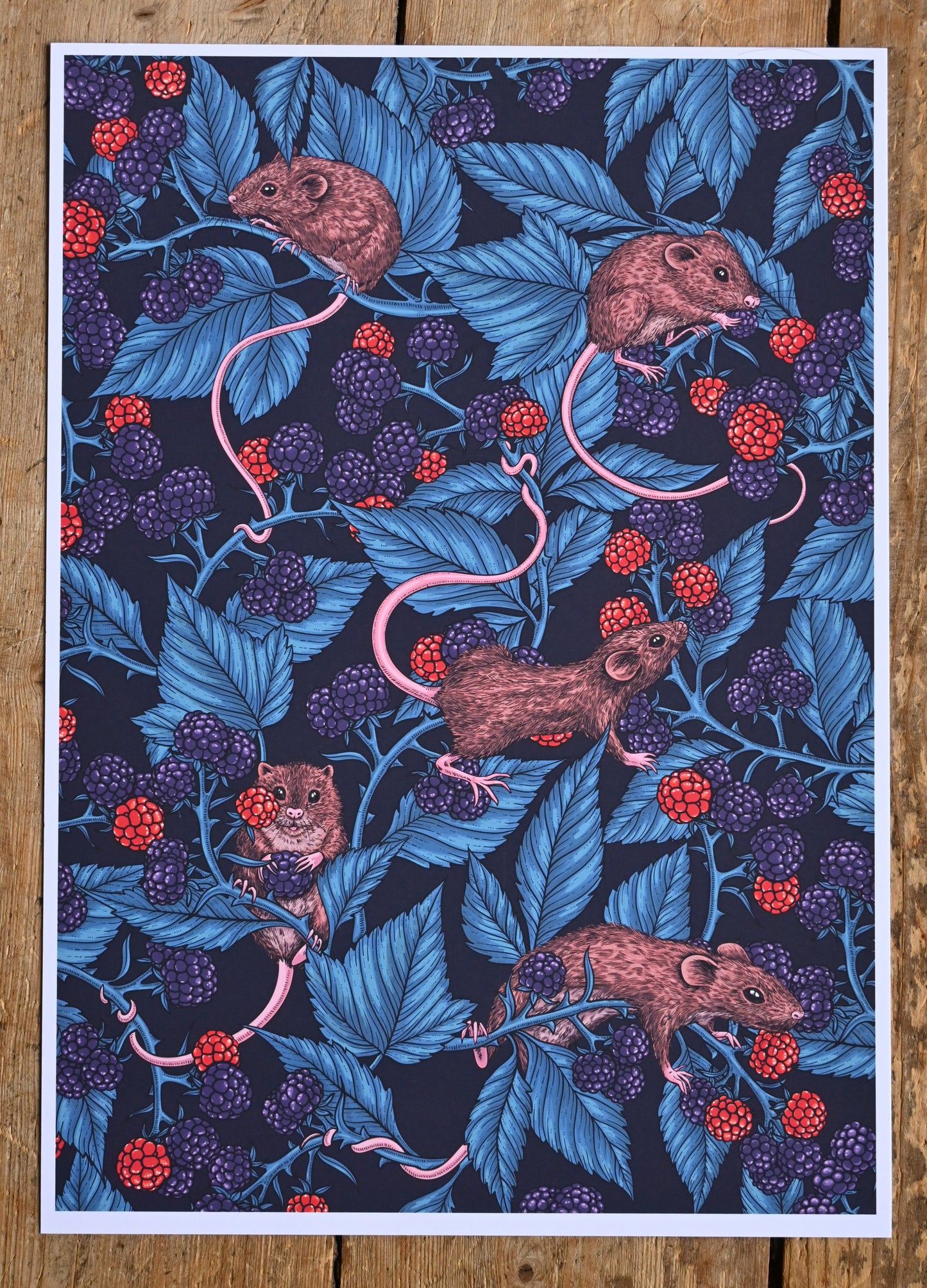 photo of Mice and blackberries, 5 mice eating blackberries