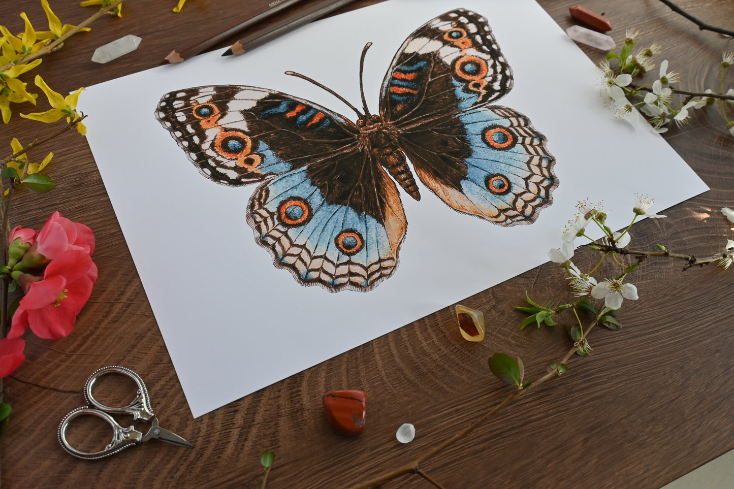 Blue pansy Butterfly watercolor painting inkjet photo print