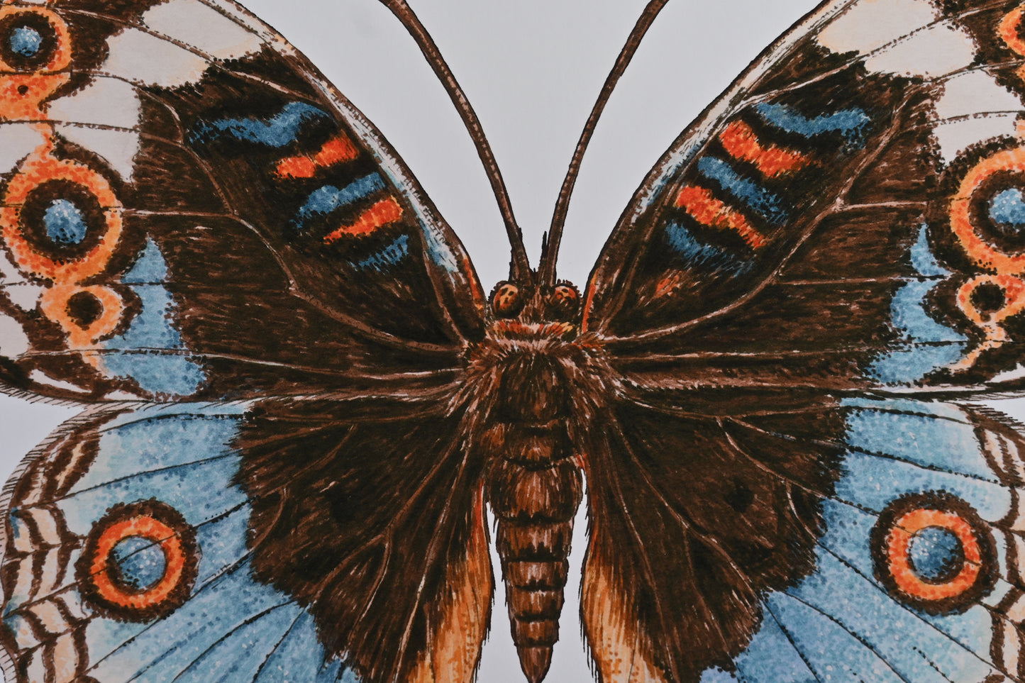Blue pansy Butterfly watercolor painting inkjet photo print close up