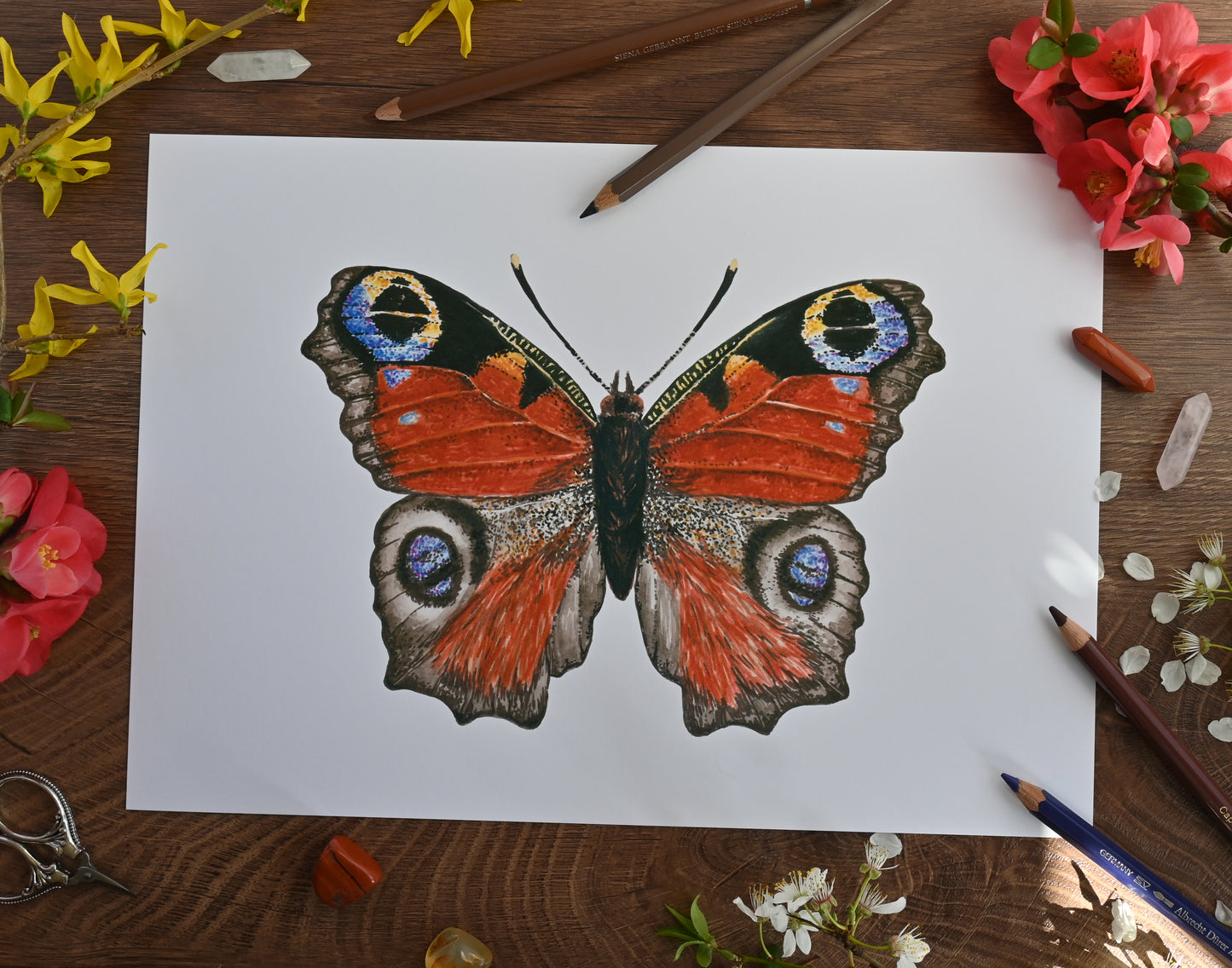 Photo of Peacock Butterfly watercolor painting inkjet photo print