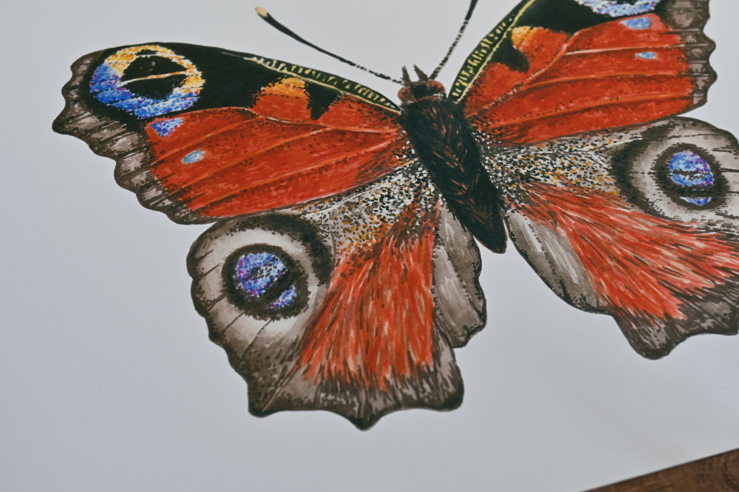 Photo of Peacock Butterfly watercolor painting inkjet photo print