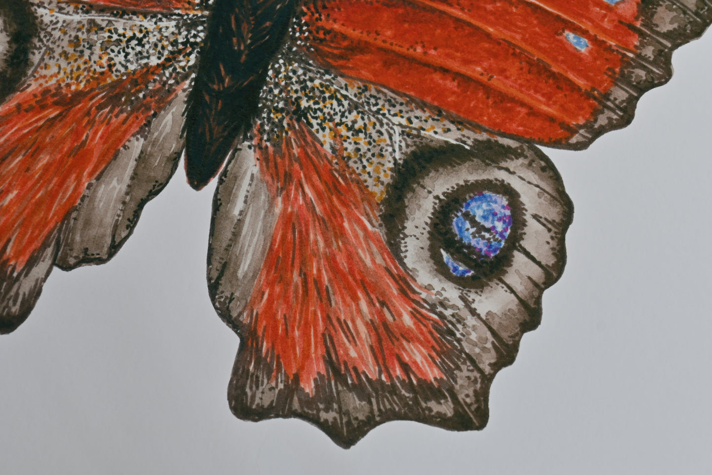 Photo of Peacock Butterfly watercolor painting inkjet photo print close up