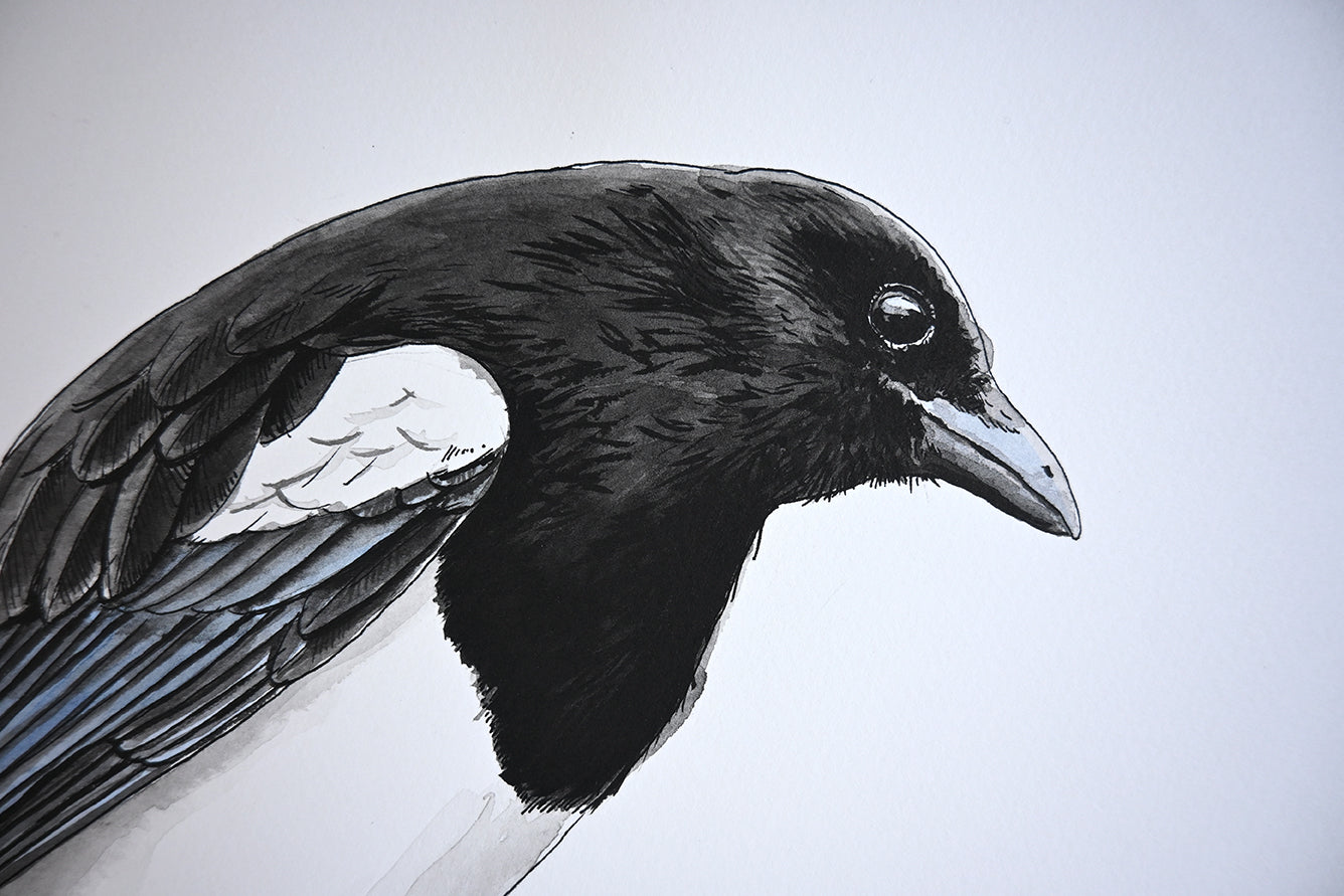 Detailed black and white drawing of a magpie on a white background