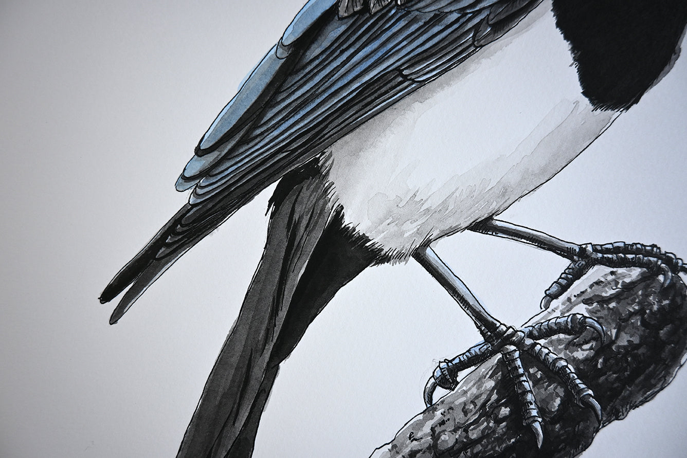 Magpie bird perched on a branch against a white background