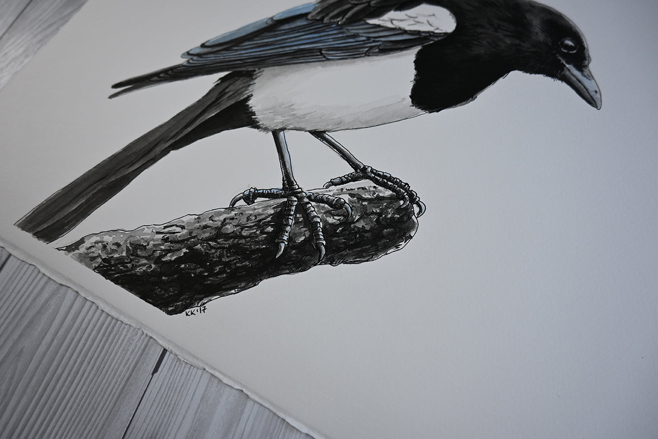 Black and white bird perched on a branch against a plain background