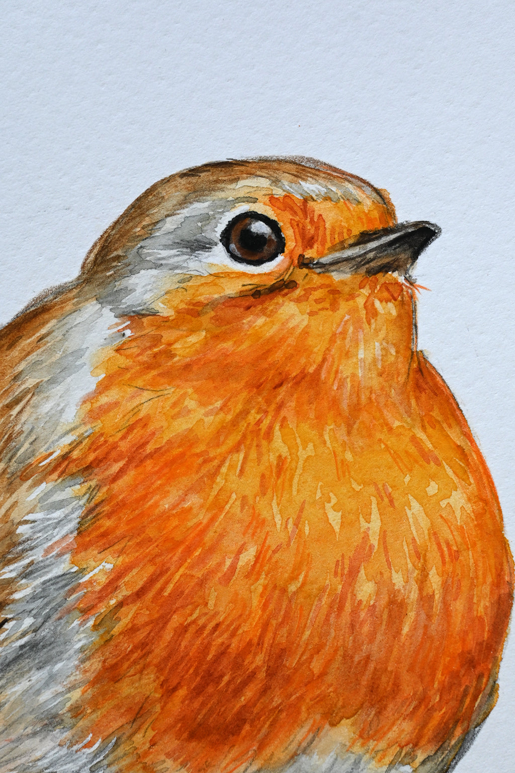 Artistic illustration of a robin with an orange breast and brown head on a white background