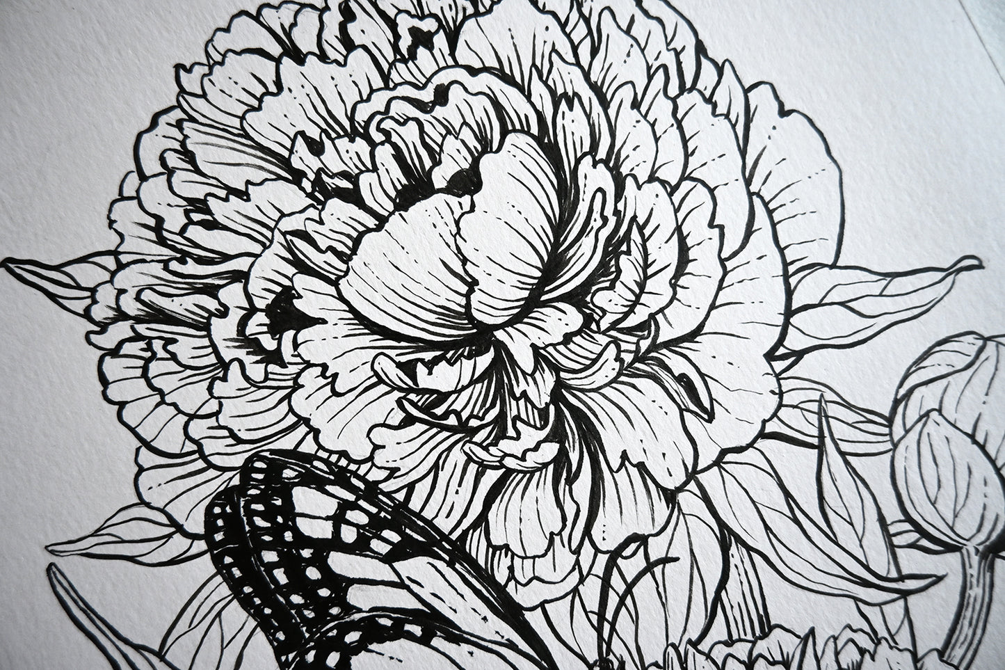 Close up of an ink drawing of a peony flowers and monarch butterfly