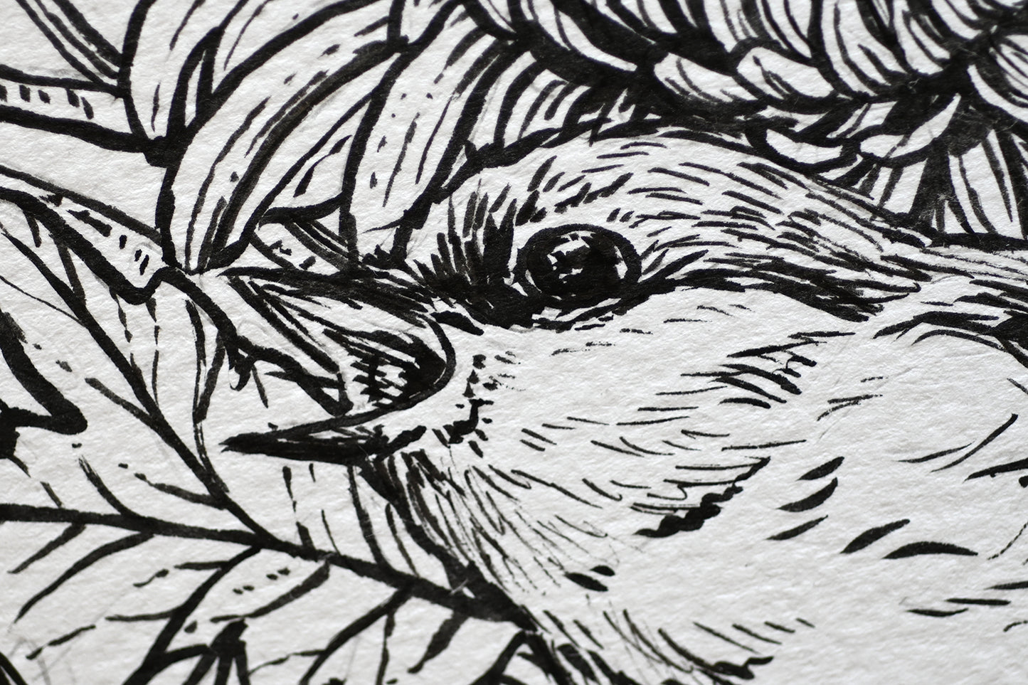 Black and white line drawing of a bird's face with detailed feathers.