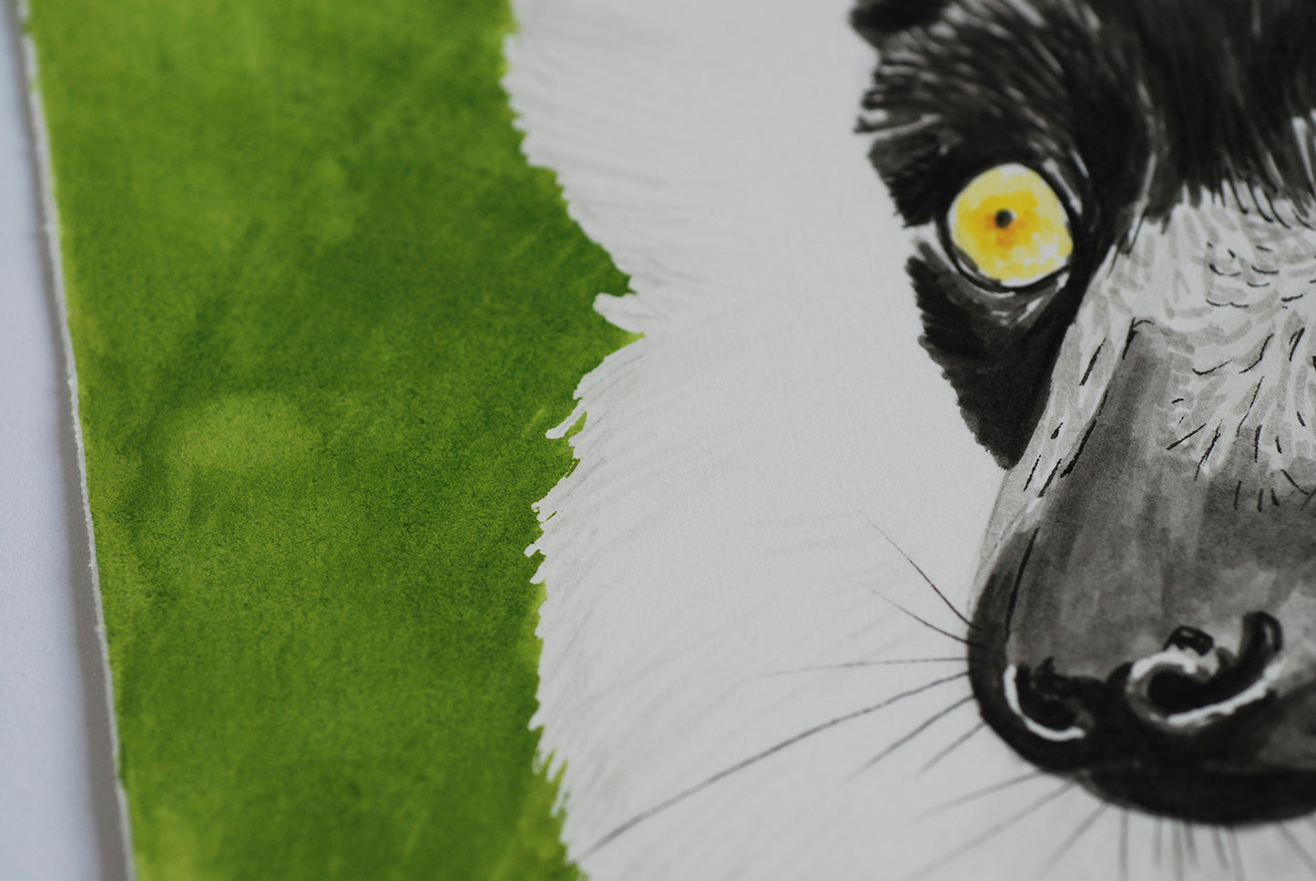 Close-up of a lemur's face with a green background