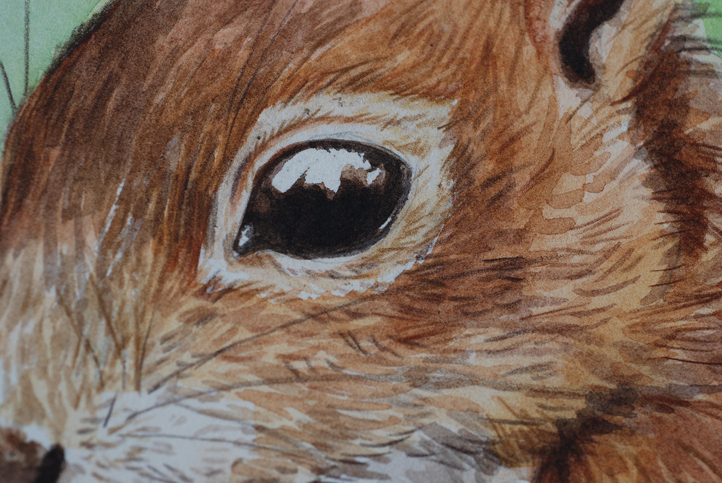 Close-up of a squirrel's eye with detailed fur texture
