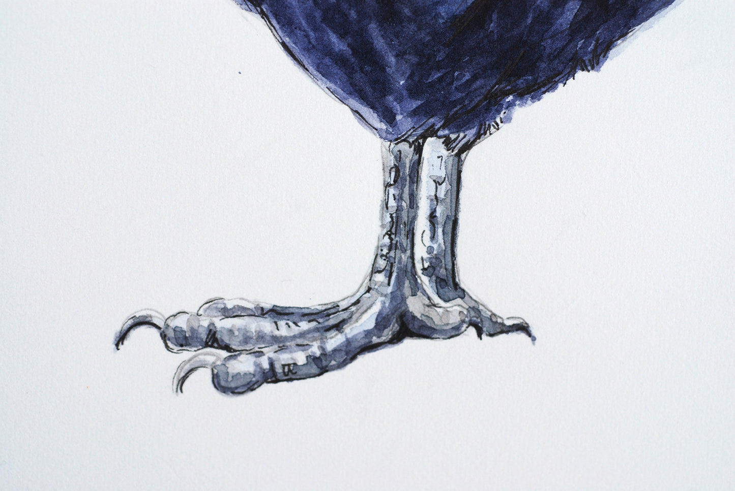 Close-up of a bird's foot with detailed feathers on a white background