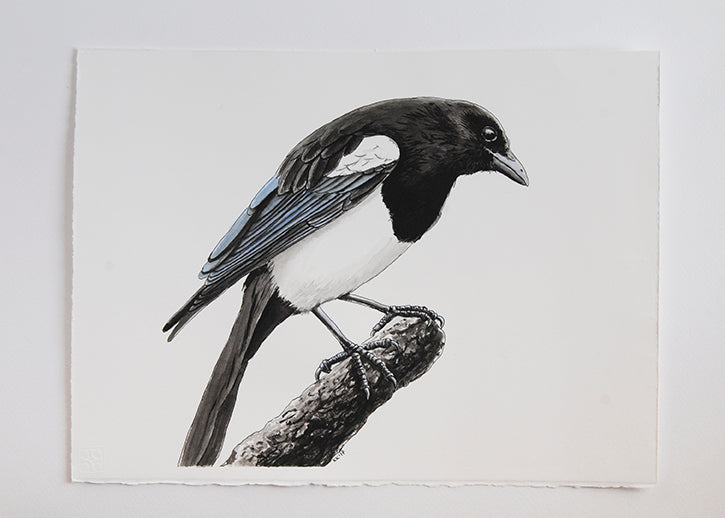 Magpie bird perched on a branch against a light gray background
