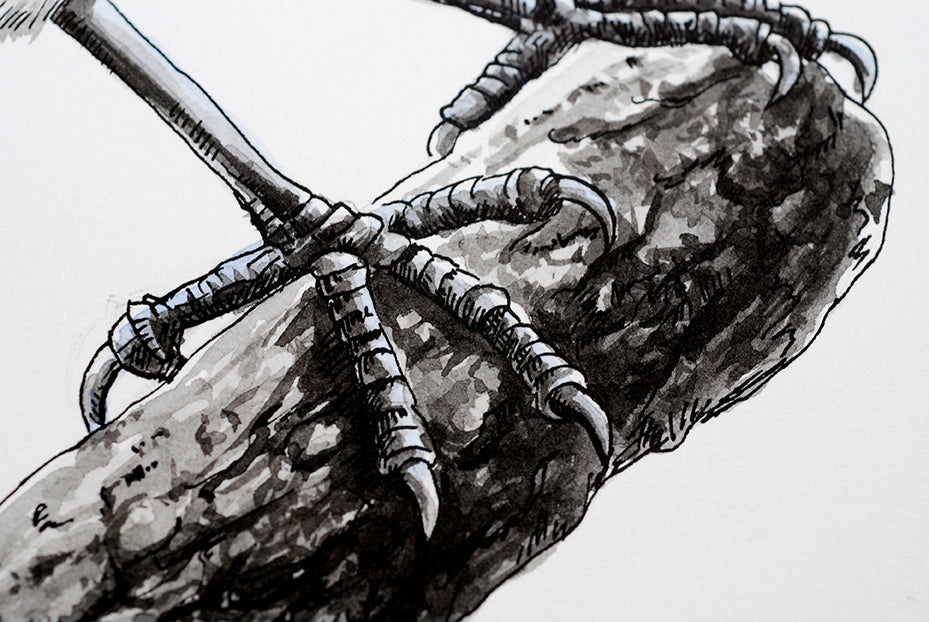 Close up on a magpie claws on a branch painted with ink