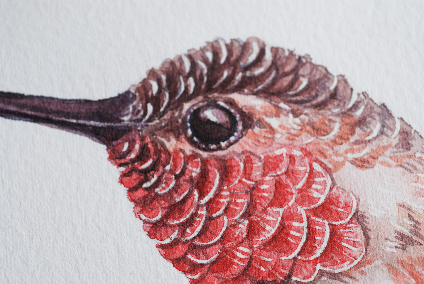 Close-up of a hummingbird's head with red and brown feathers on a light gray background