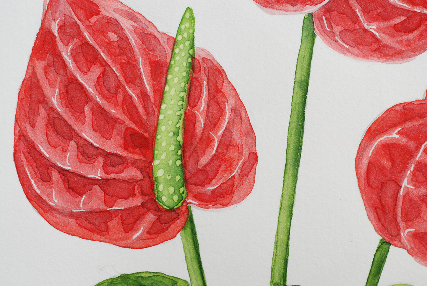 Illustration of red Anthurium flowers with green stems on a white background