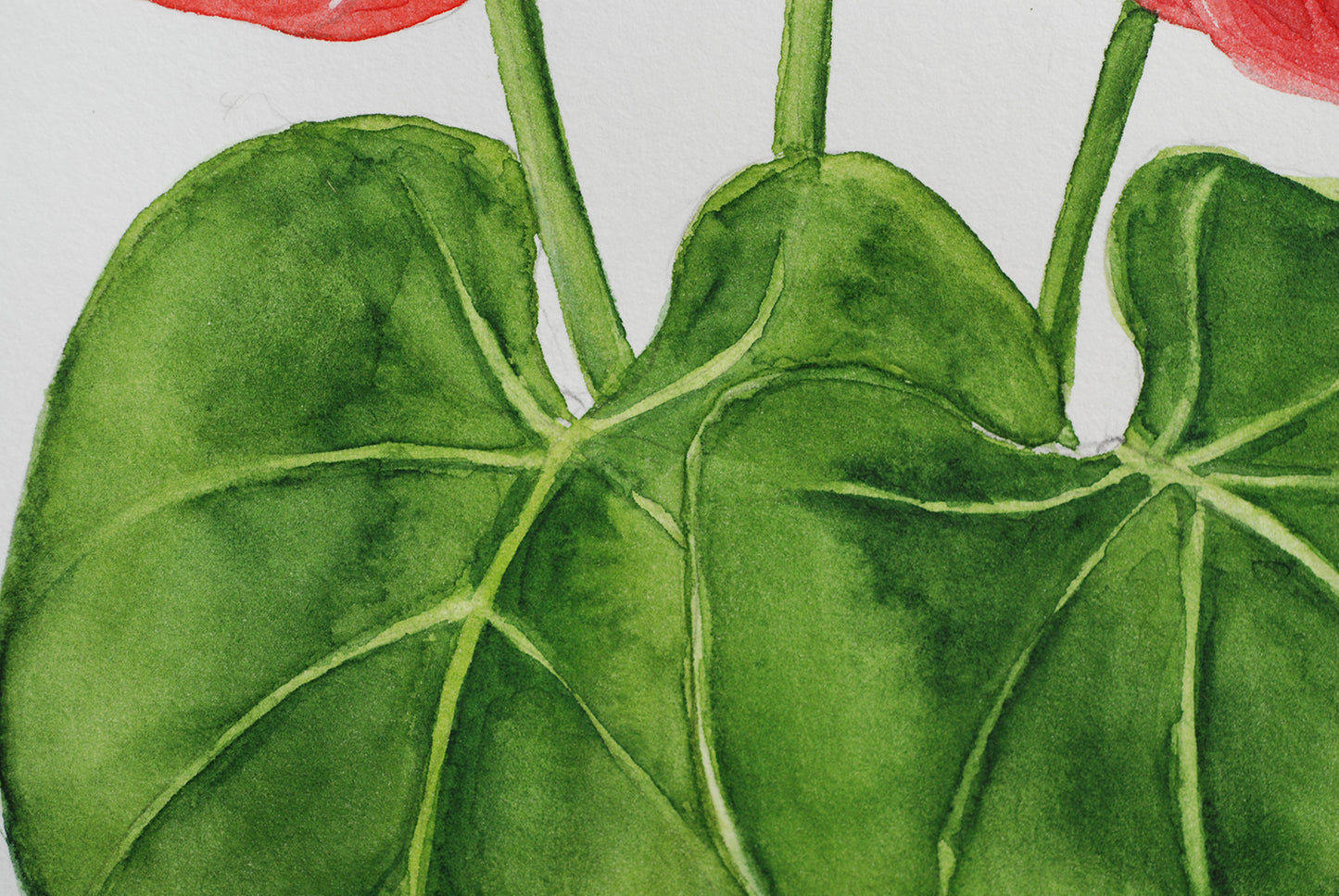 Close-up of green leaves with red flowers on a light gray background