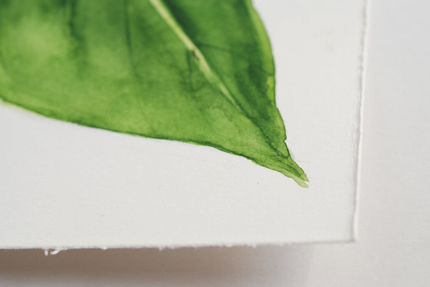 Close-up of a green leaf on a white background