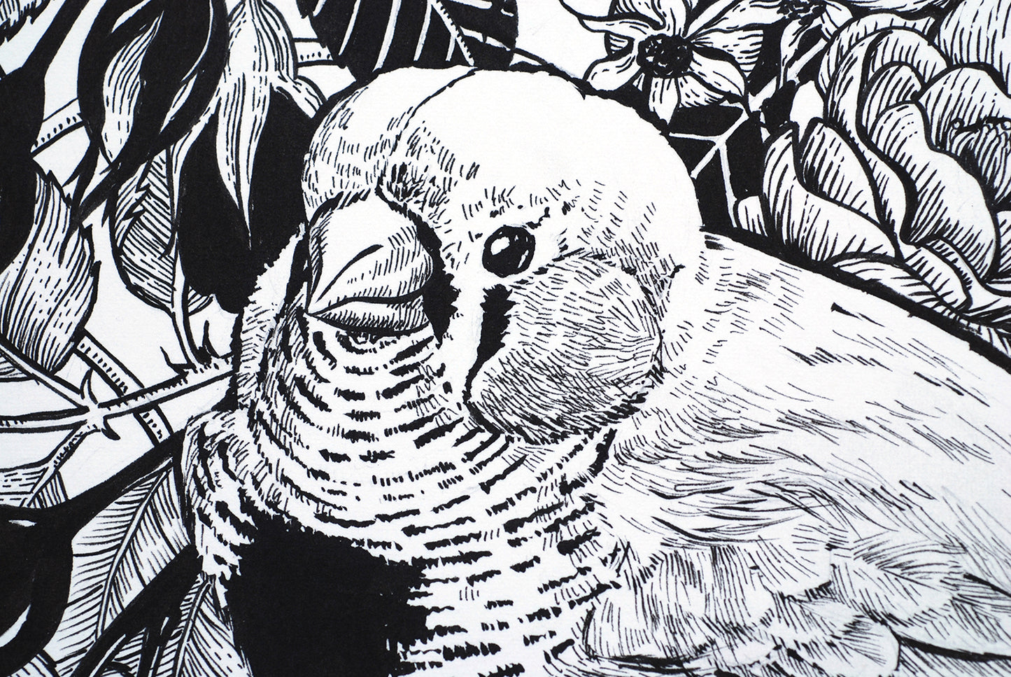 Black and white illustration of a zebra finch bird and roses, close up.