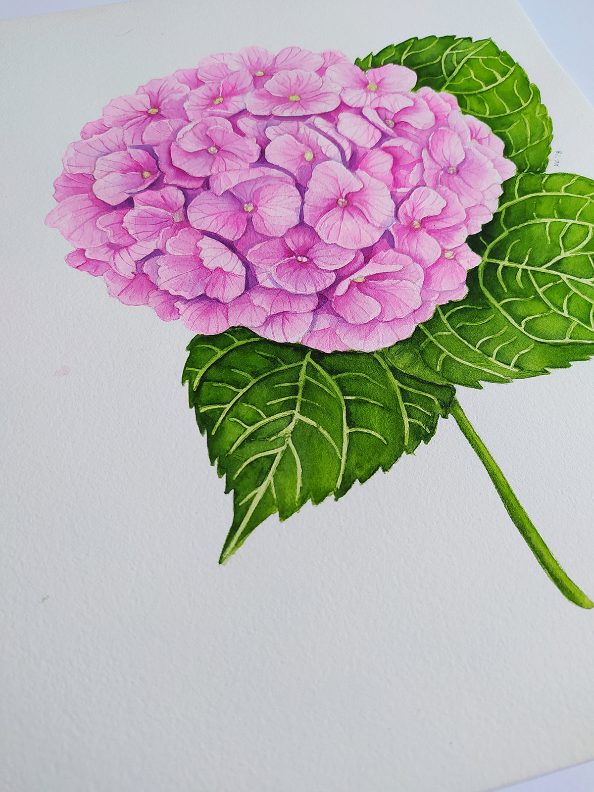 Pink hydrangea flower with green leaves on a white background