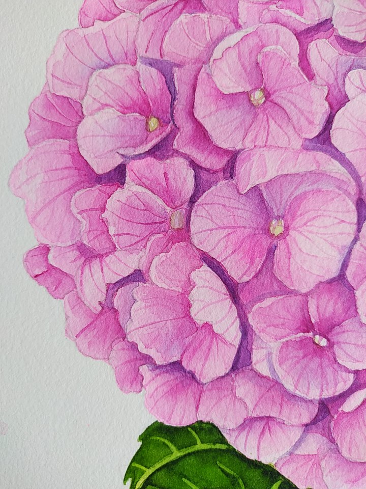 Close-up of a pink hydrangea flower with a white background