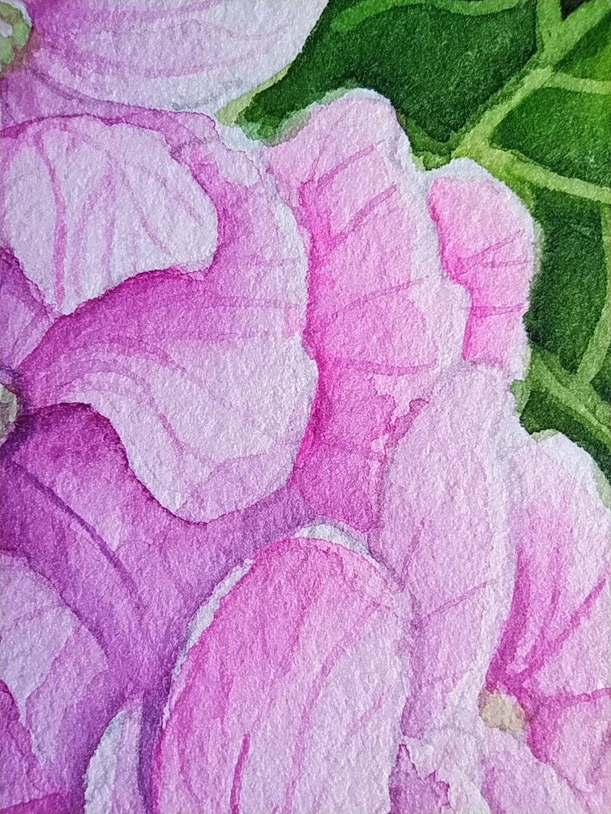 Close-up of pink flowers with green leaves