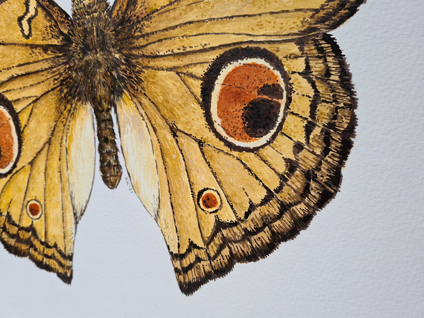 Close-up of a Peacock Pansy Butterfly with detailed wings on a white background