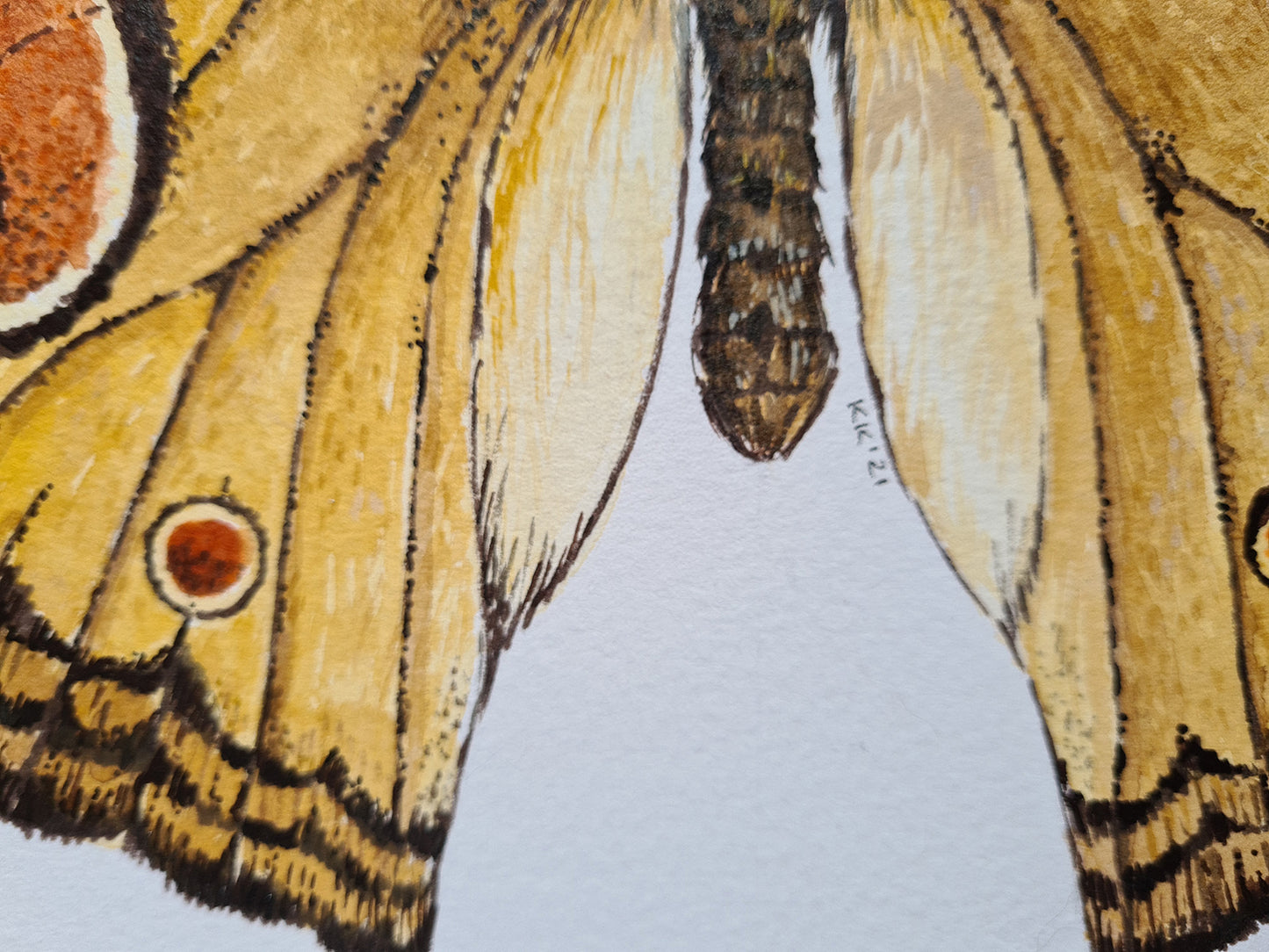 Close-up of a butterfly wing with detailed patterns on a white background