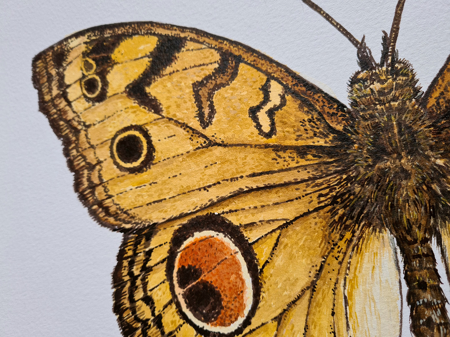 Close-up of a butterfly with detailed wing patterns on a white background