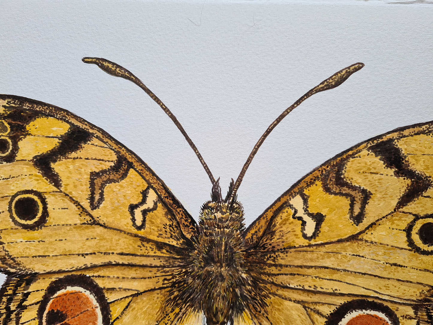 Close-up of a butterfly with detailed wing patterns on a white background