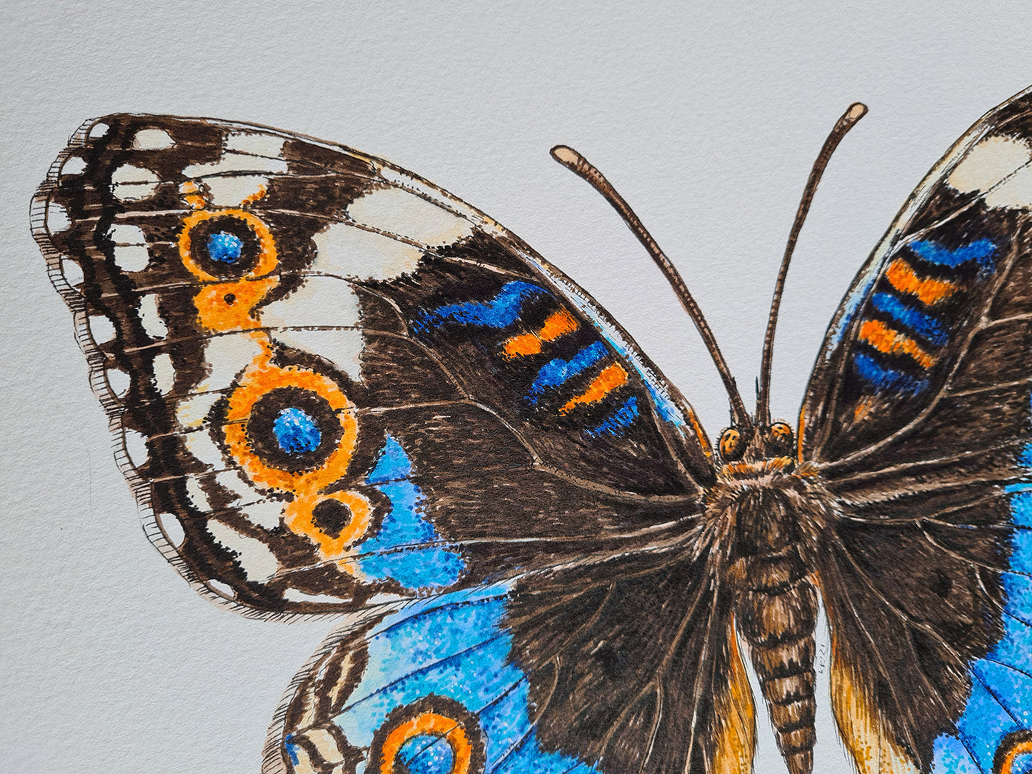 Close-up of a butterfly with detailed wings on a light gray background