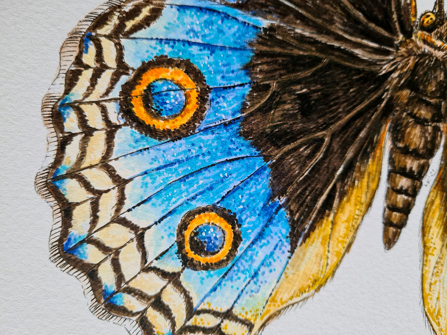 Close-up of a butterfly with blue wings featuring eye spots on a light gray background