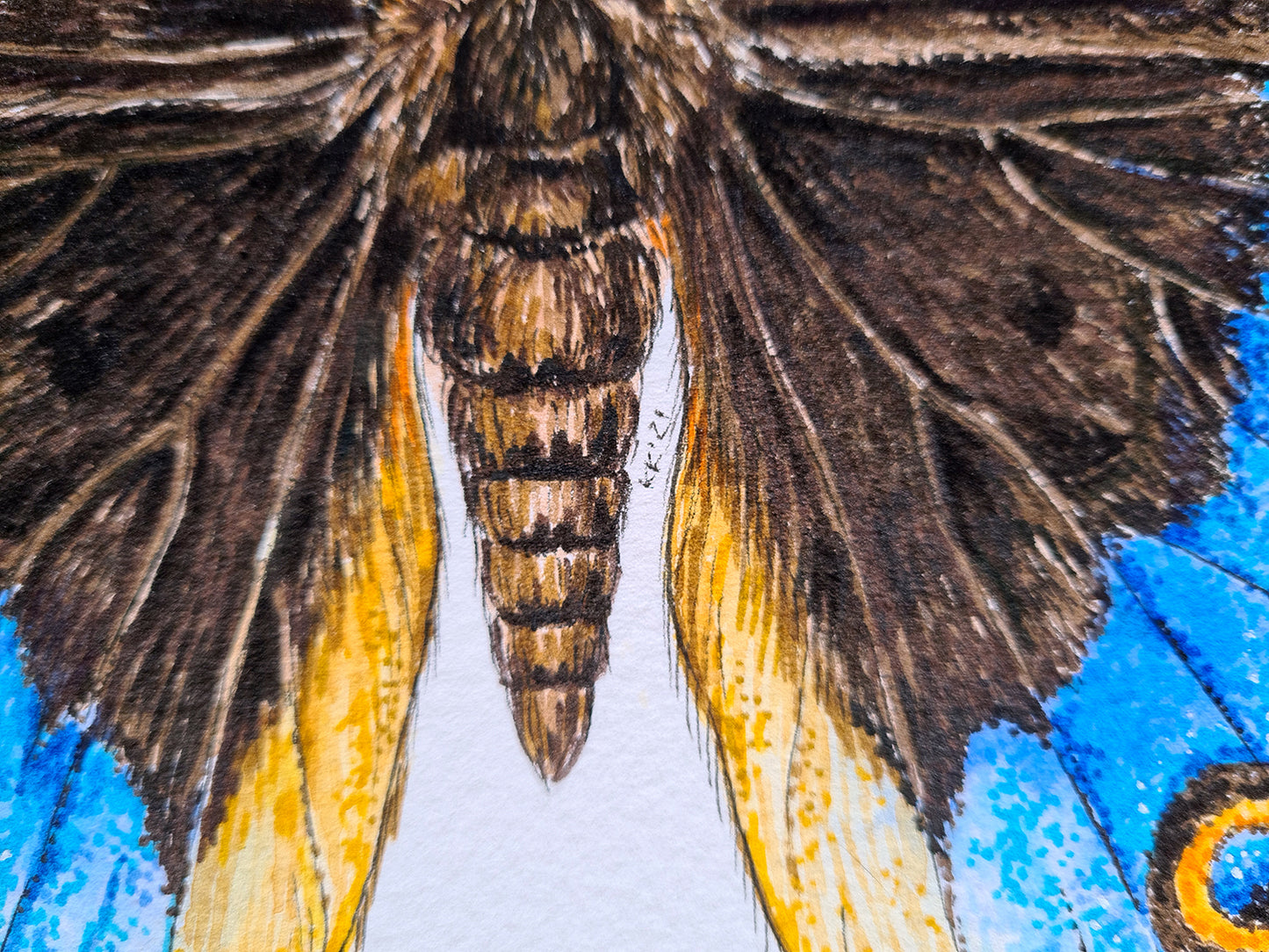 Close-up of a butterfly with brown, yellow, and blue wings on a white background