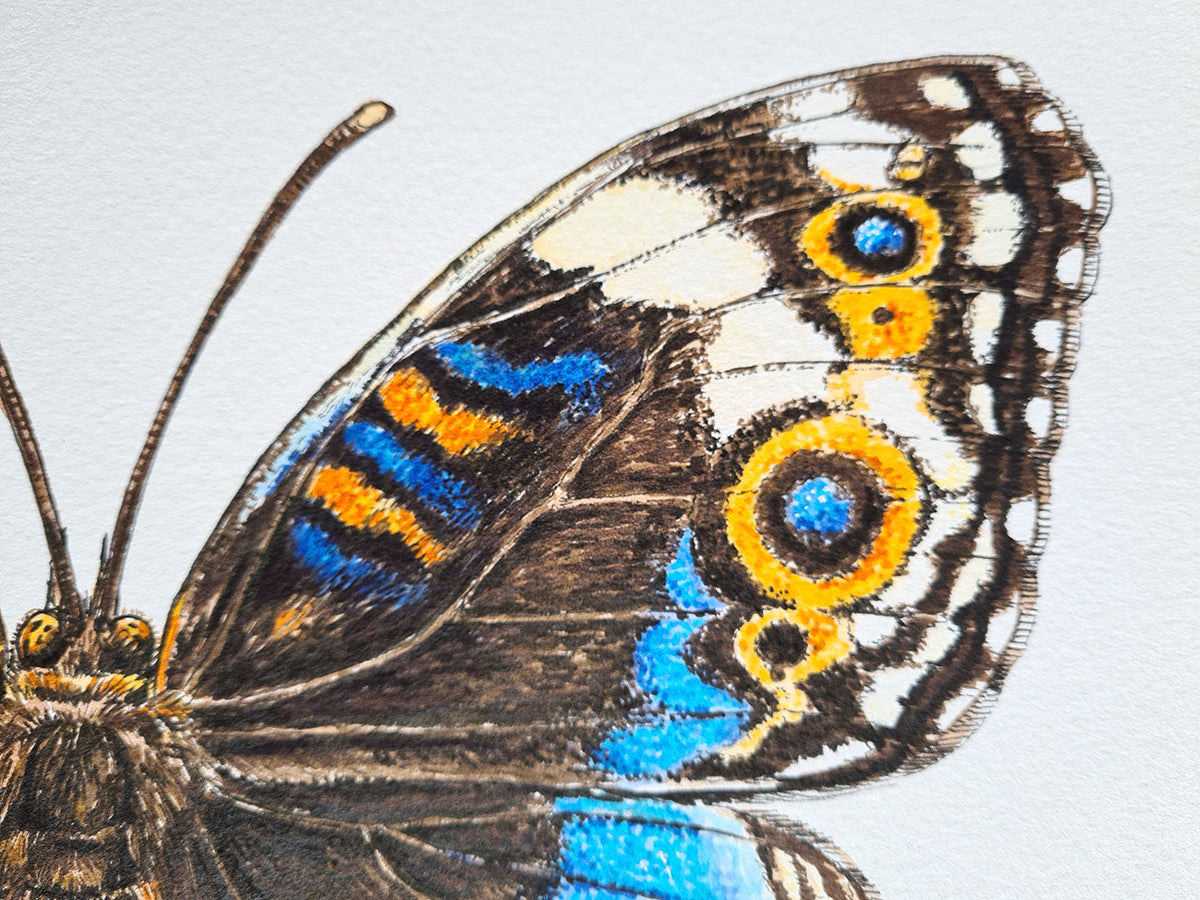 Close-up of a butterfly with blue and orange eye-like patterns on a light gray background