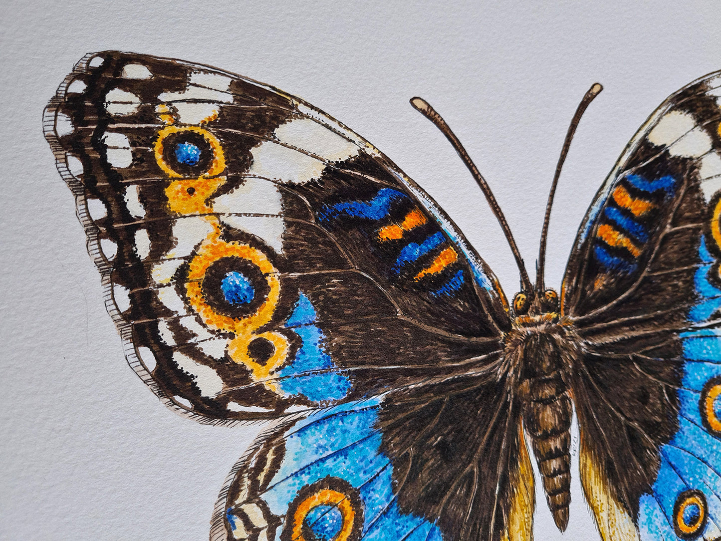 Close-up of a butterfly with detailed wing patterns on a light gray background