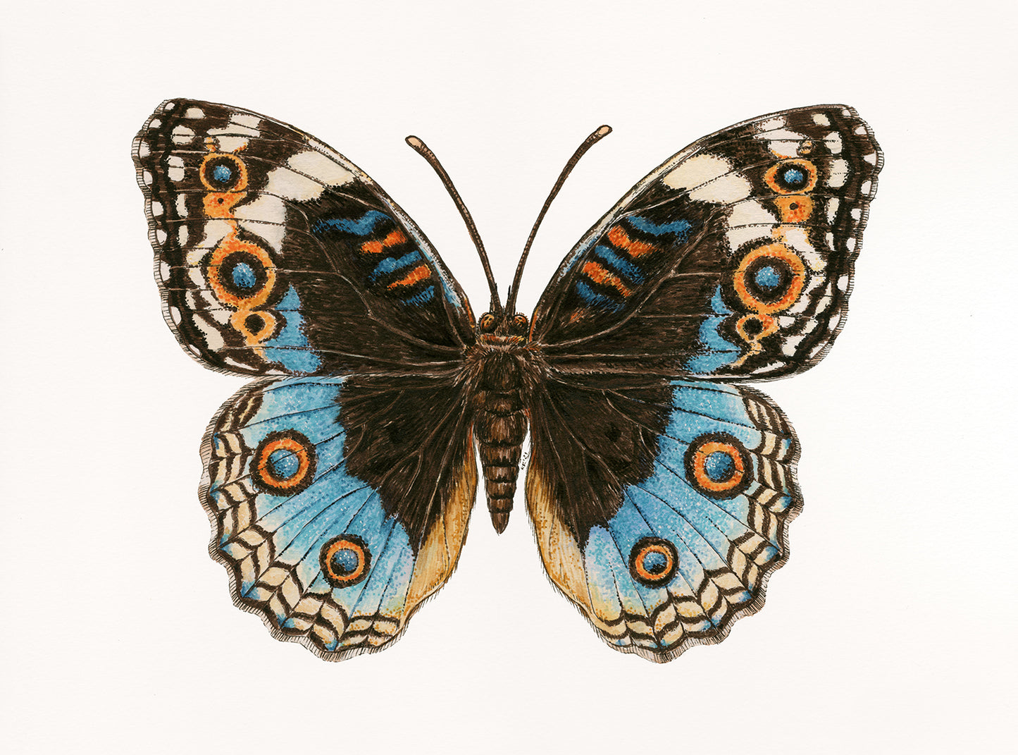 Butterfly with blue, orange, and black wings on a white background