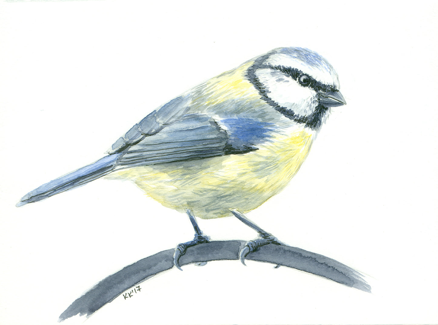 Illustration of a blue tit bird perched on a branch