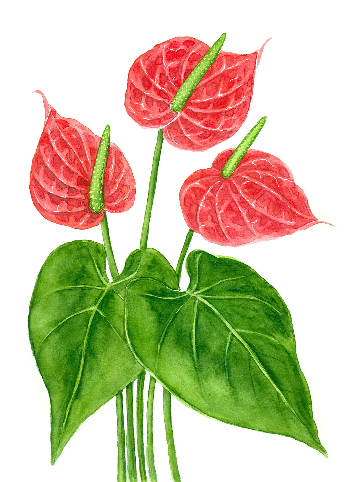 Illustration of leaceleaf flowers with green leaves on a white background