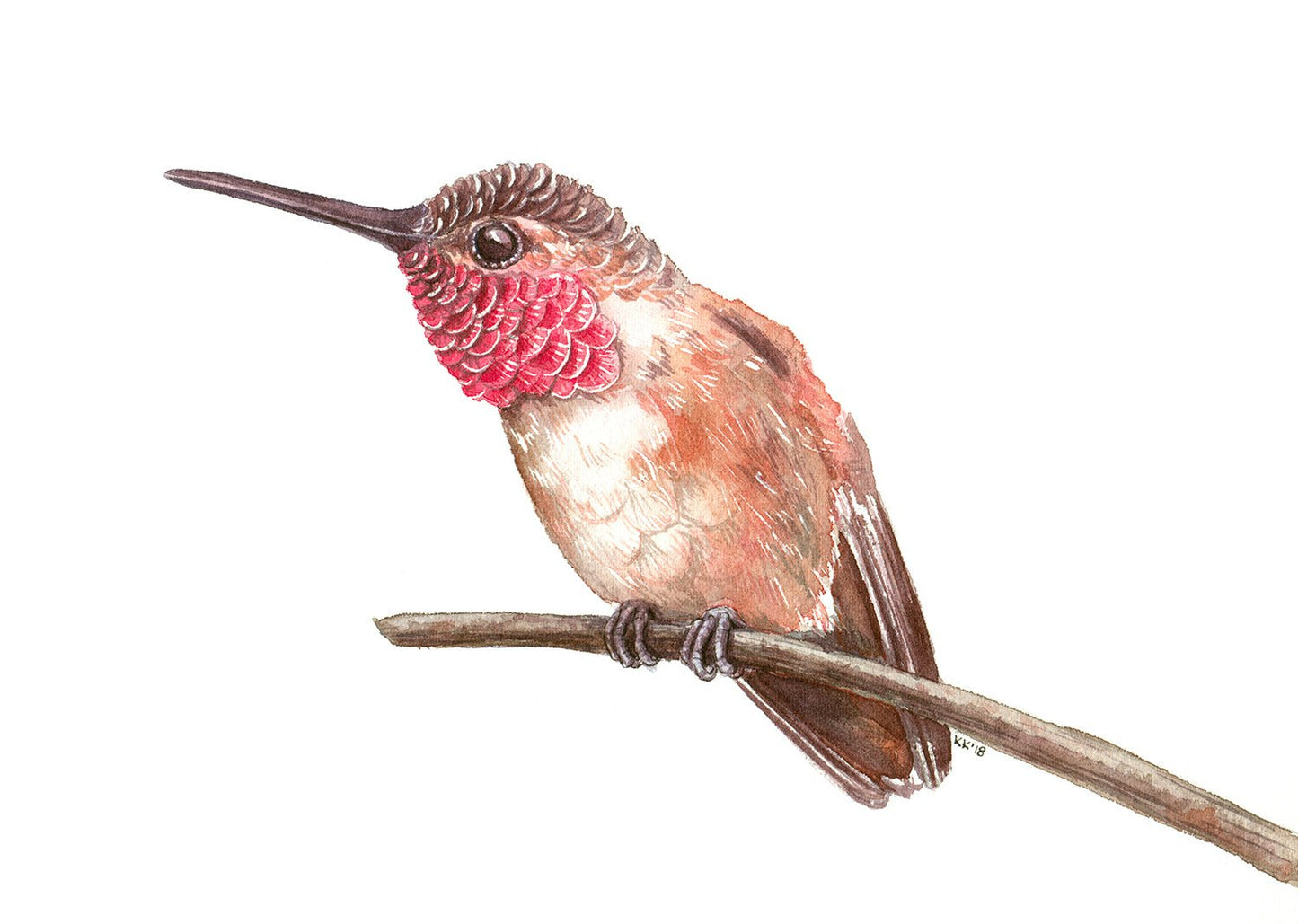 Hummingbird on a branch watercolor painting - katerinamitkova