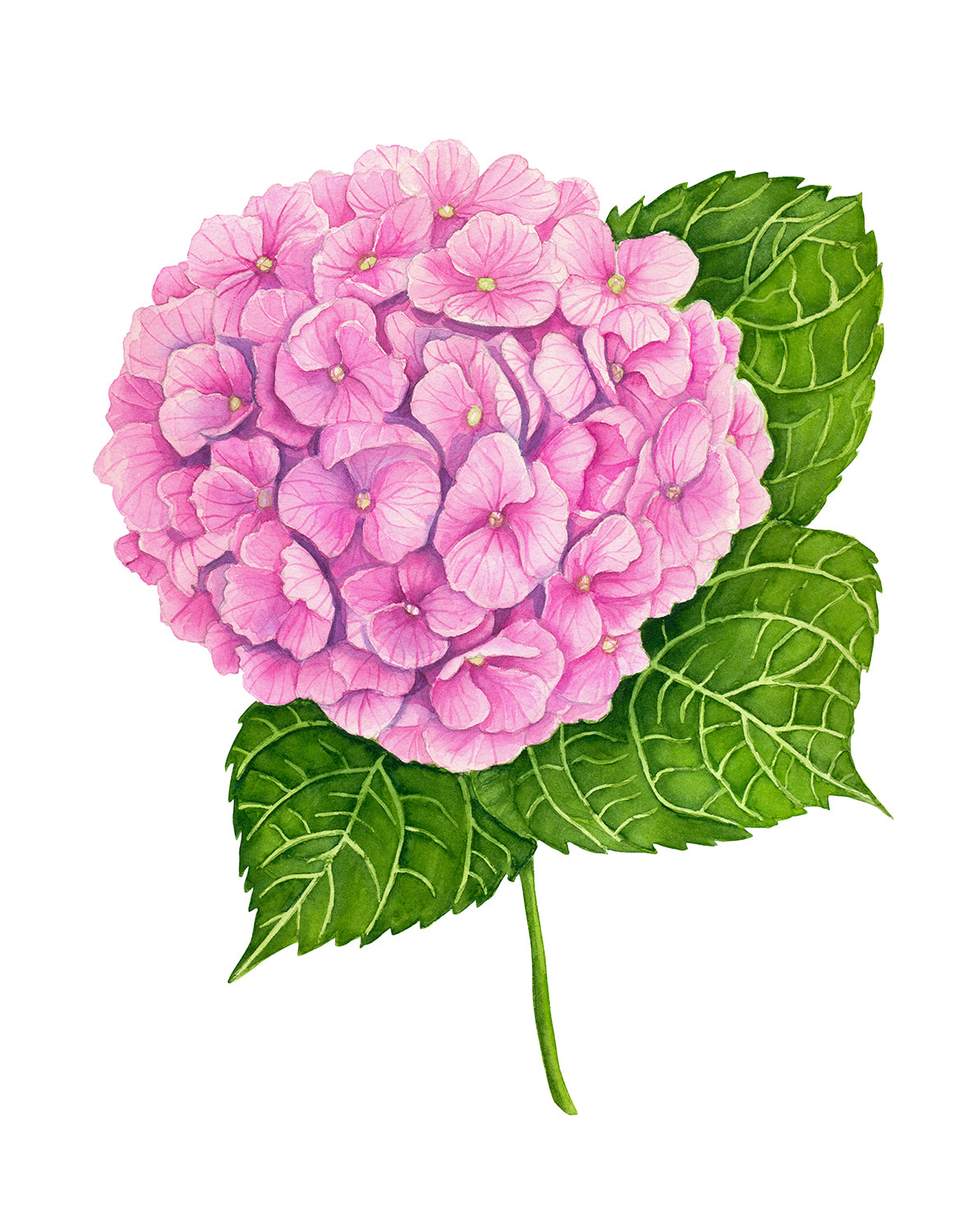 Illustration of a pink hydrangea flower with green leaves on a white background