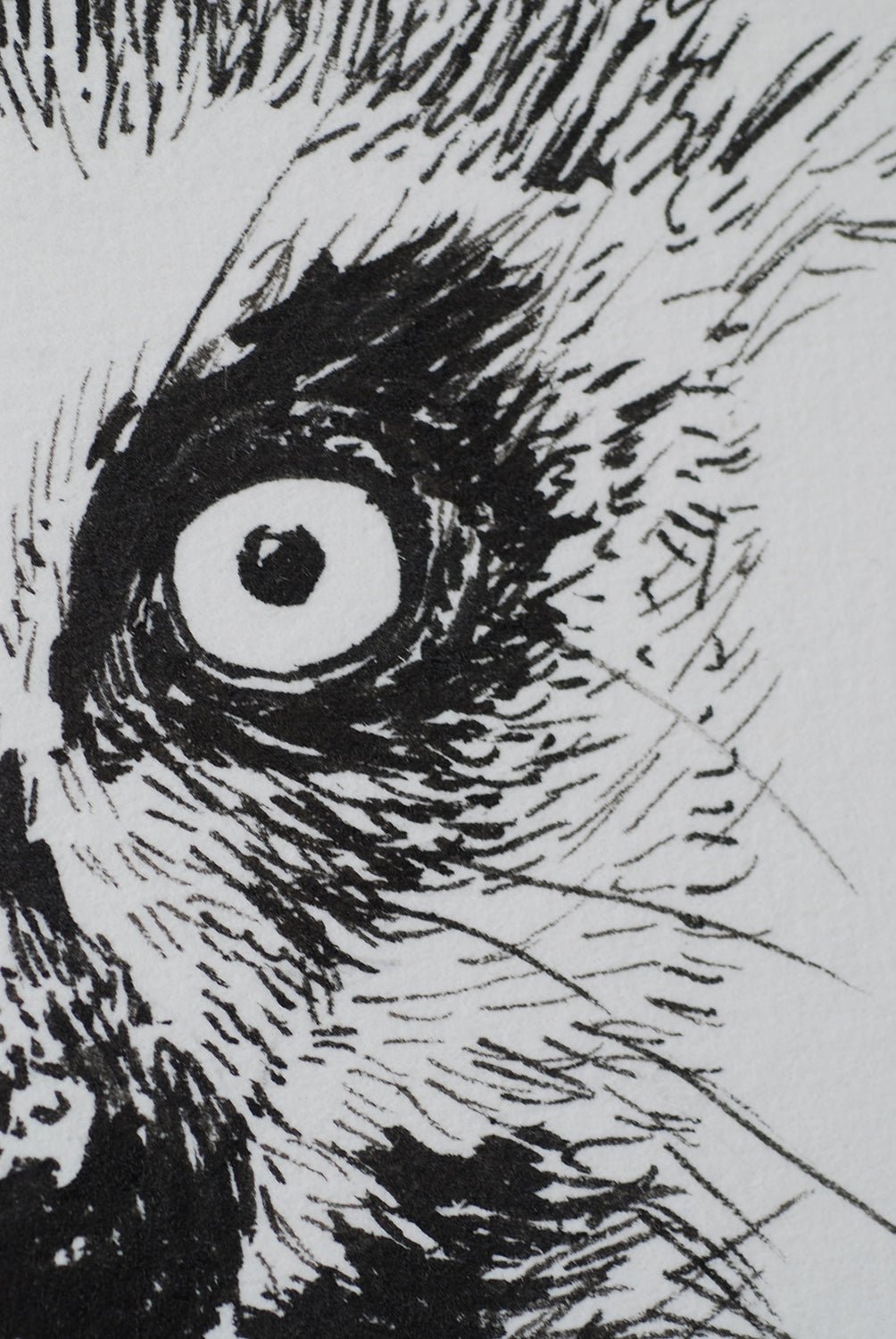 Lemur ink drawing - katerinamitkova