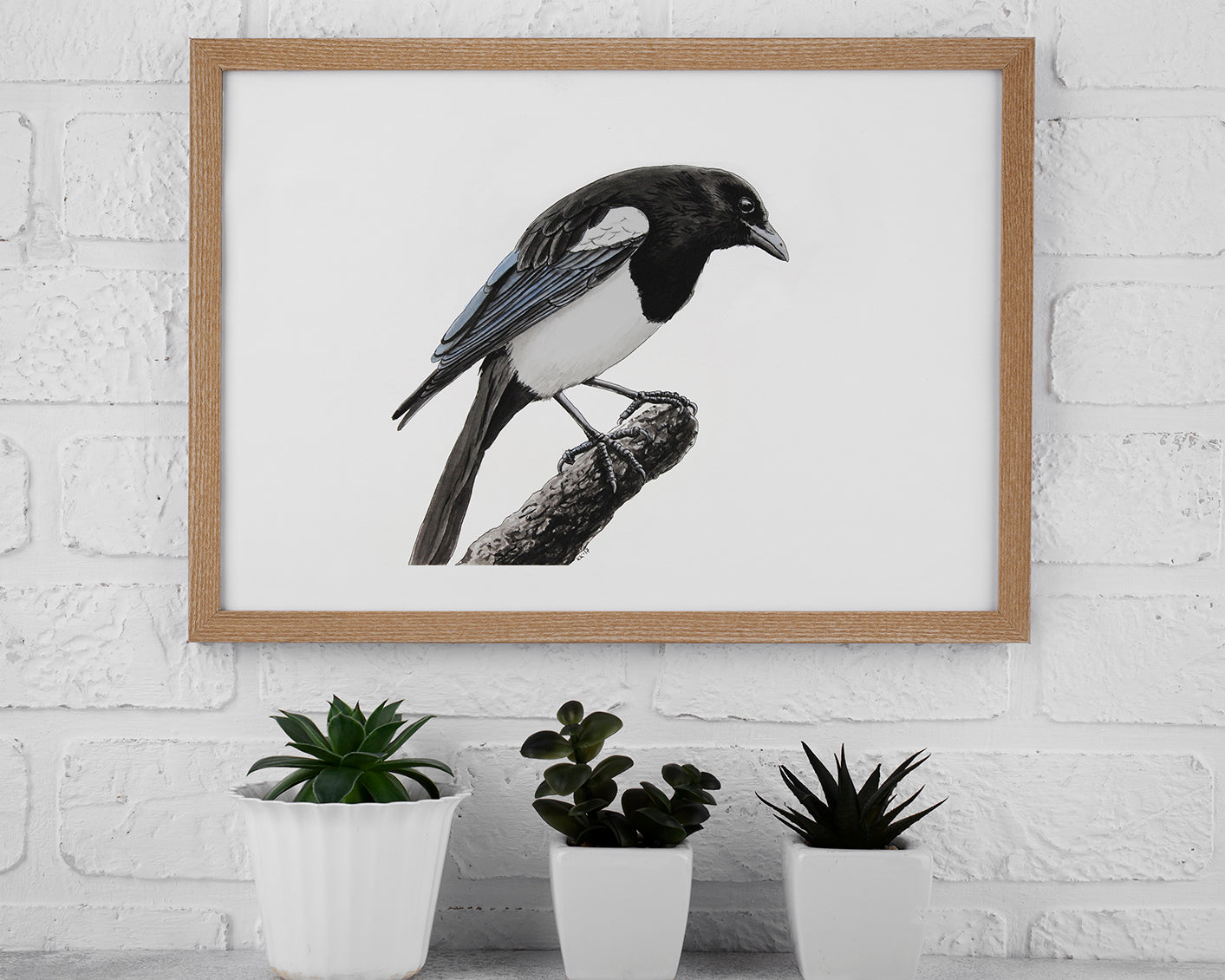 Framed Magpie watercolor and ink painting on a white brick wall with potted plants below.