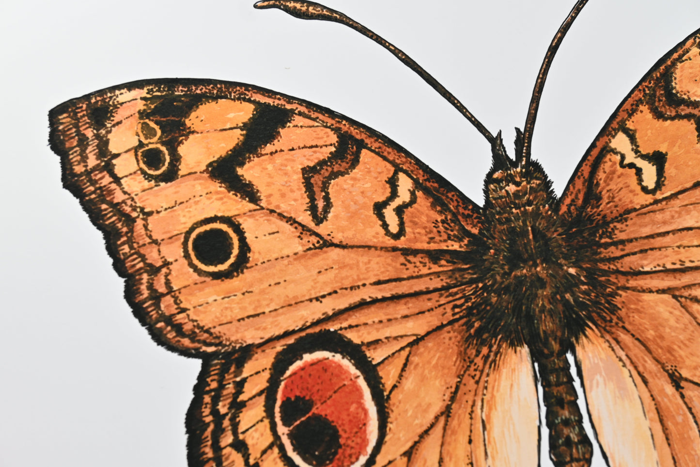 Peacock Pansy Butterfly Art Print - katerinamitkova