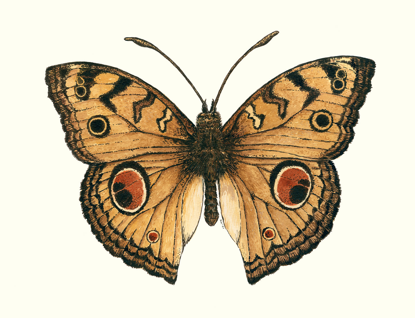 Illustration of a butterfly with brown, orange, and black wings on a white background