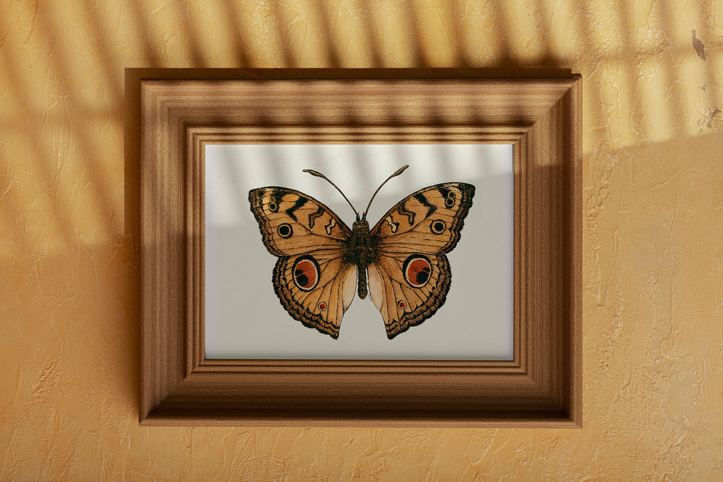Framed butterfly artwork on a beige wall