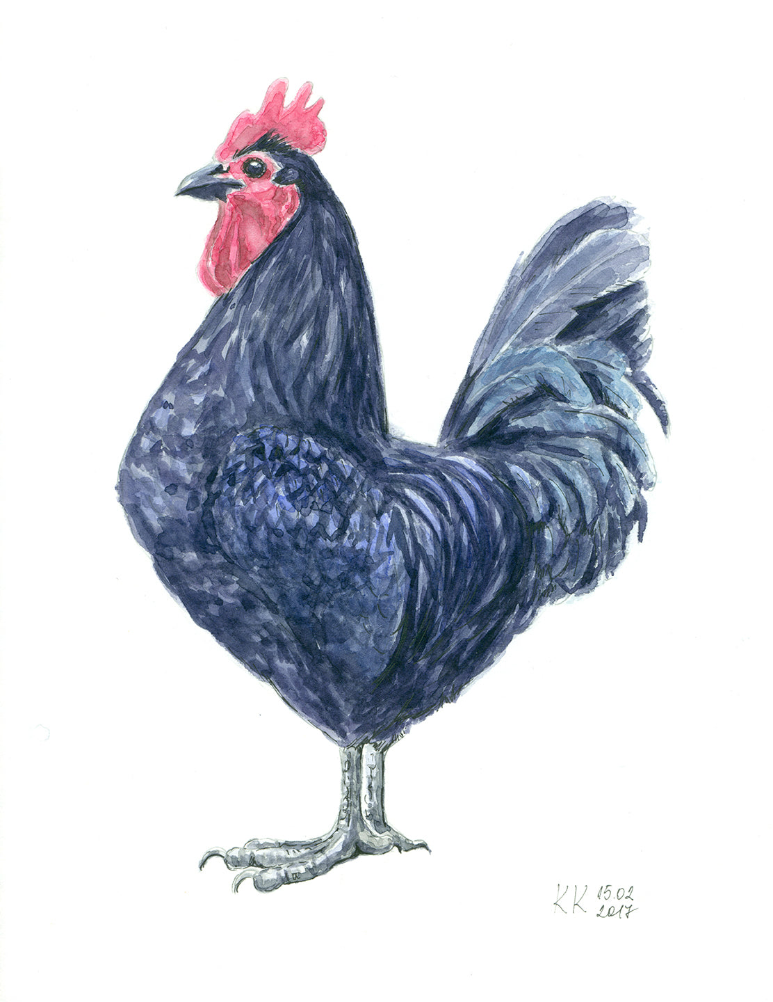 Illustration of a rooster with a blue plumage and red comb on a white background