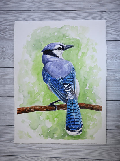 Watercolor painting of a blue jay on a branch with a green background